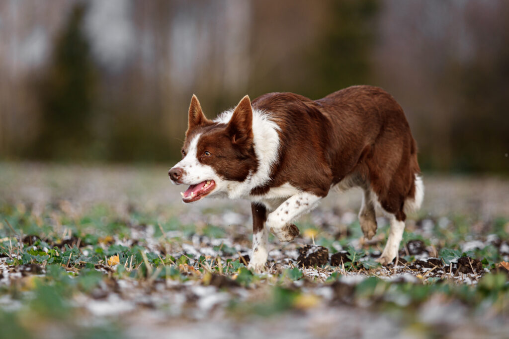 Genomia: Genetic tests for dogs of breed: Border Collie