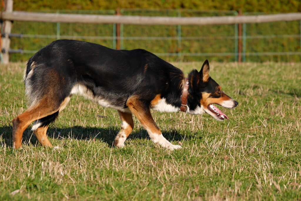 Border Colie  Airland Borders & Shelties