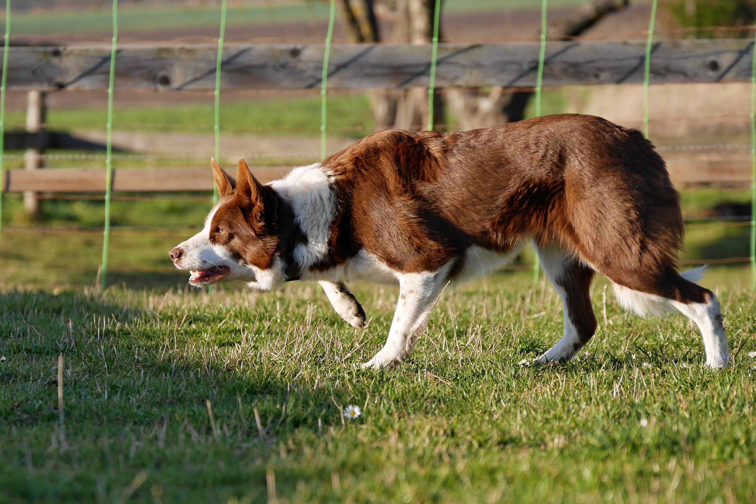 Genomia: Genetic tests for dogs of breed: Border Collie